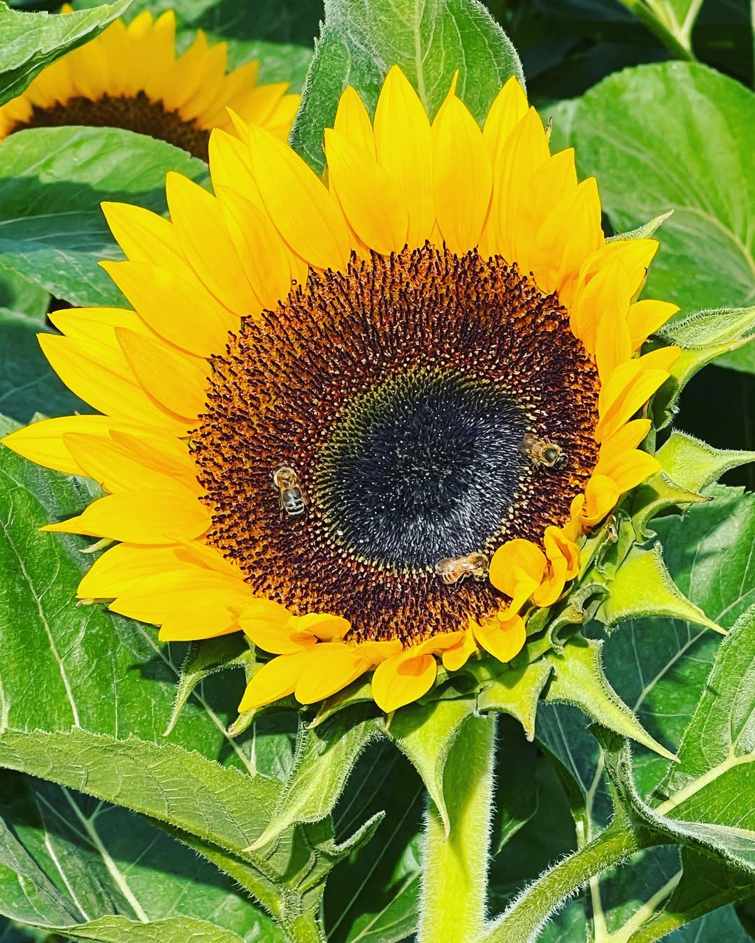 Bogabee Wildflower Honey Jar